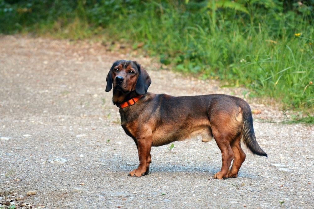 Породы собак, похожие на таксу внешне: альпийский таксообразный бракк Породы собак, похожие на таксу внешне: альпийский таксообразный бракк