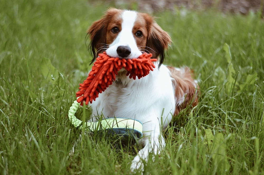 Коикерхондье отличается преданностью