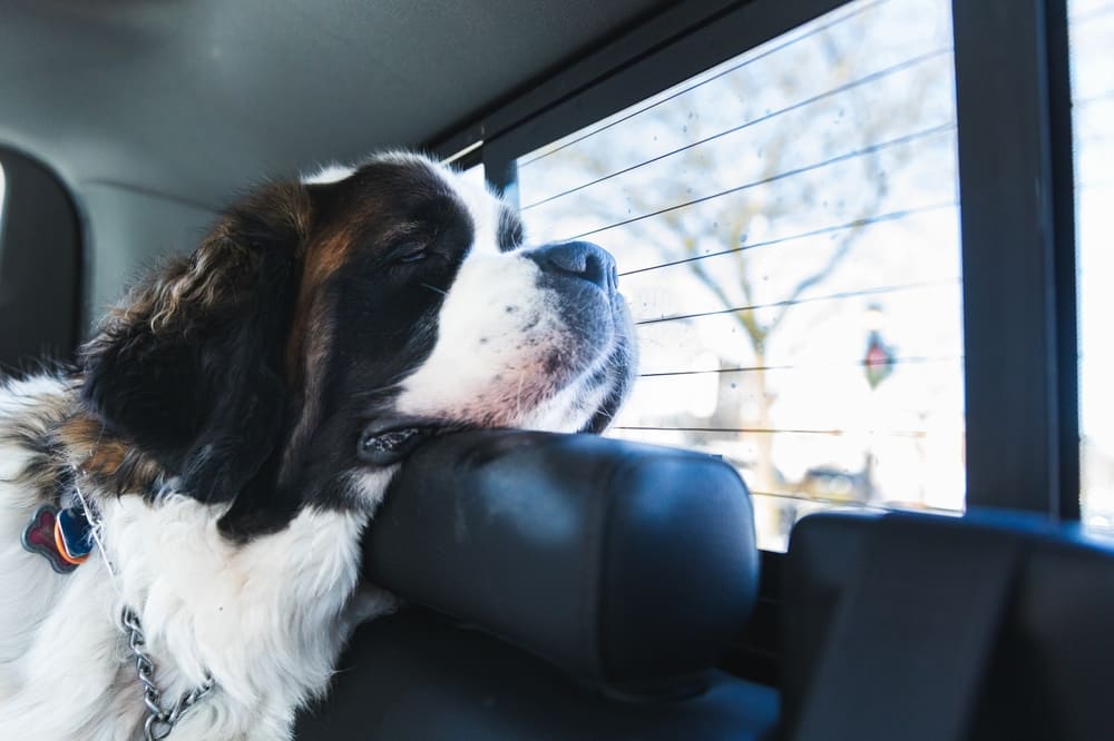 Уход влияет на то, сколько живут сенбернары