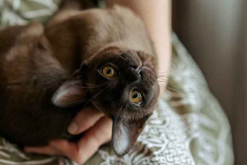 Вес бурманской кошки может быть чрезмерным