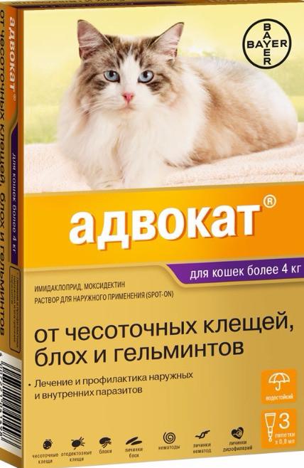 Чесотка у кошек лечение в домашних условиях фото thumbnail