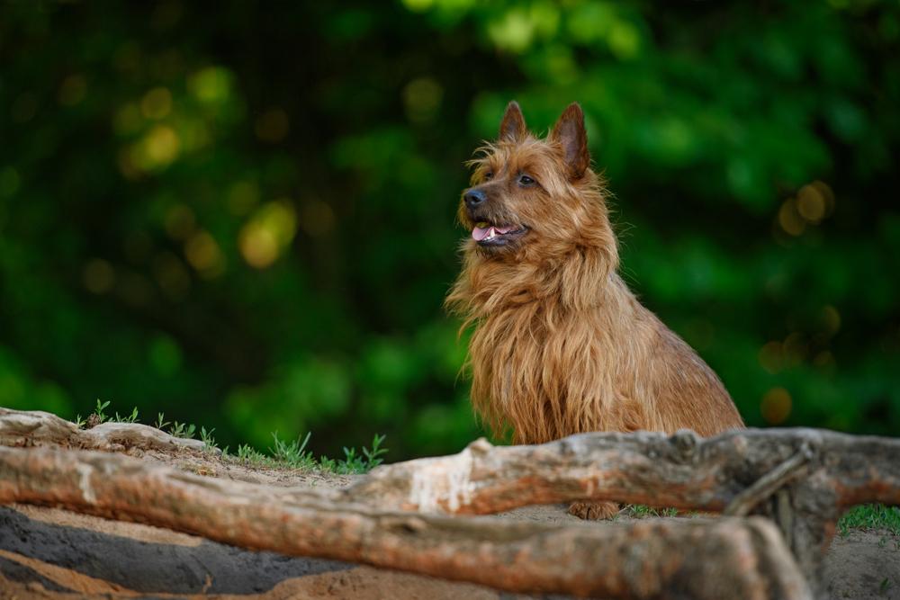 История происхождения австралийского терьера