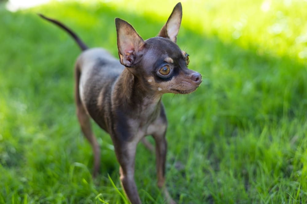 Русские тои отличаются общительностью