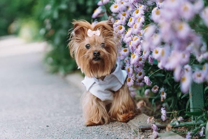 Маленькие спокойные породы собак: йоркширский терьер Маленькие спокойные породы собак: йоркширский терьер