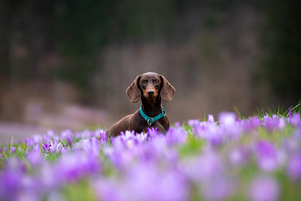 Может ли такса быть злой?