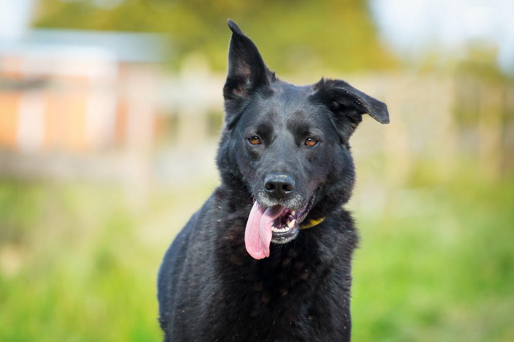 Черная немецкая овчарка на выгуле