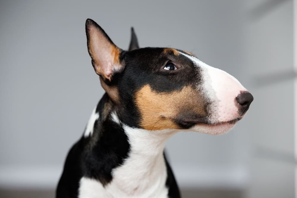 То, сколько весит мини-бультерьер, зависит от рациона собаки