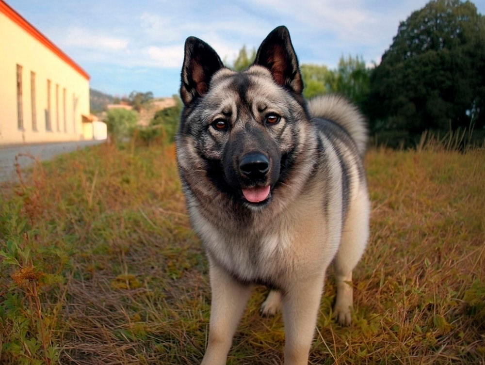 Норвежской лайке требуется гигиена