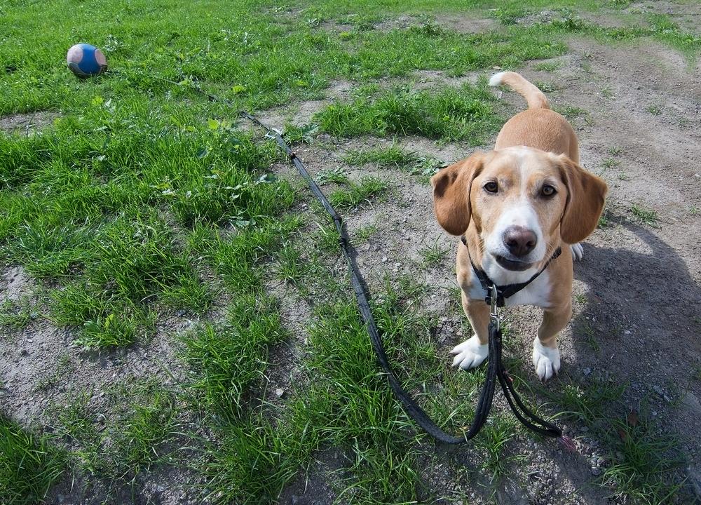 Воспитание и дрессировка древера