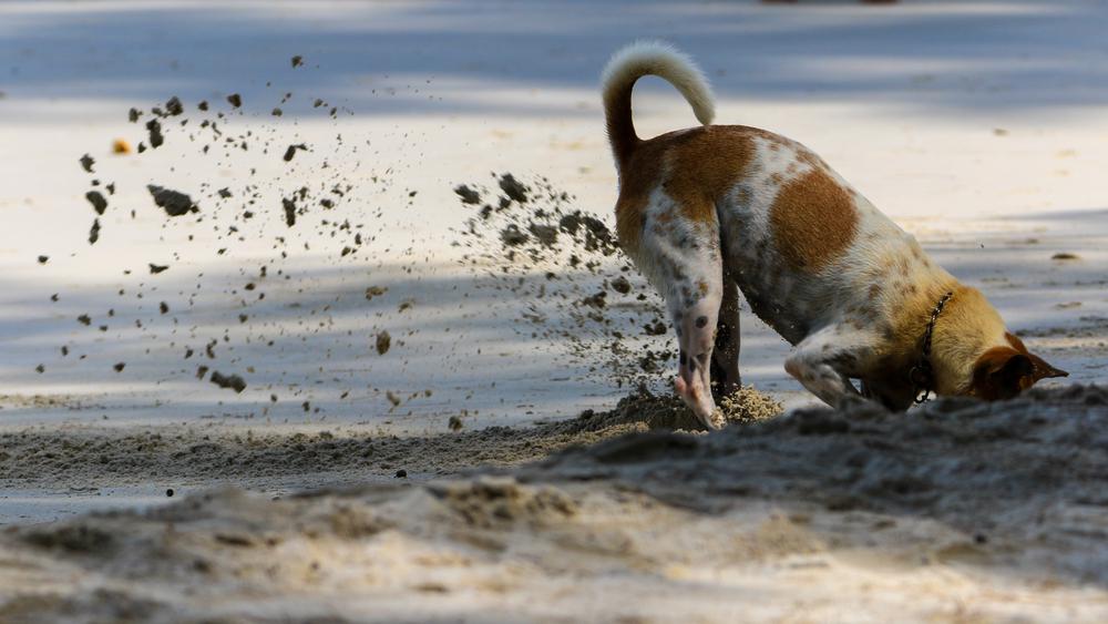 Стоит ли запрещать щенку прятать еду? 