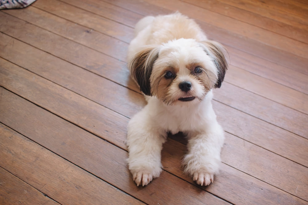 То, сколько весит ши-тцу, зависит от его питания 