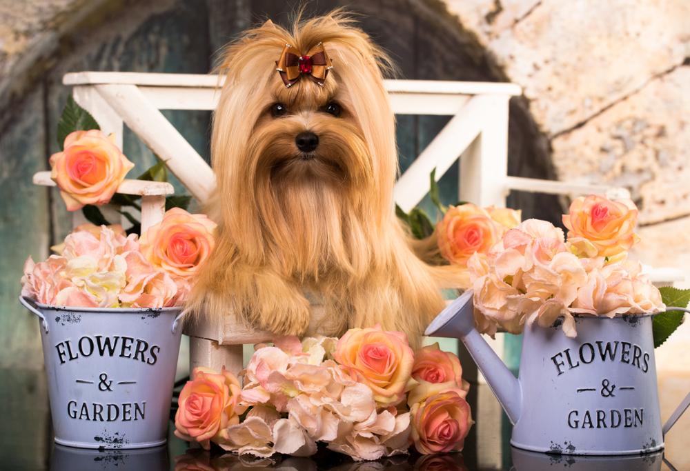 Содержание голдаст-йорка 