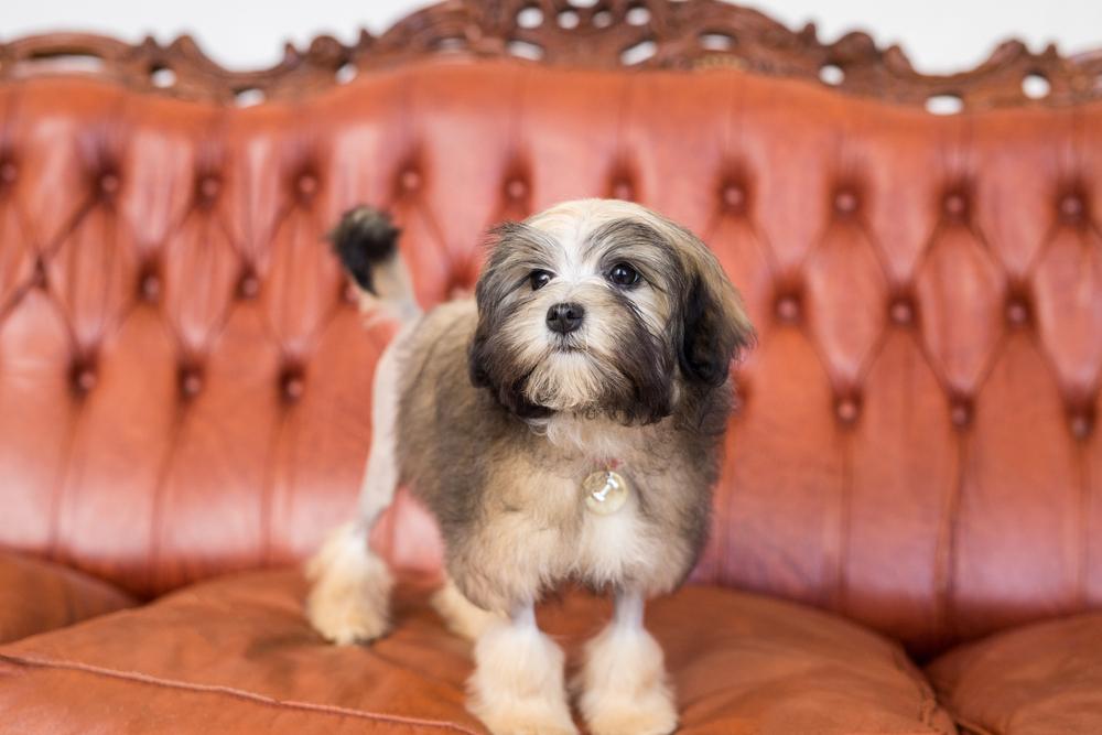 Содержание малой львиной собаки 