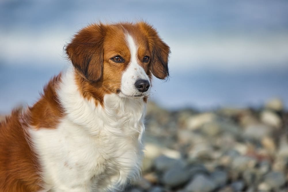 Коикерхондье будет требовать расходов на содержание