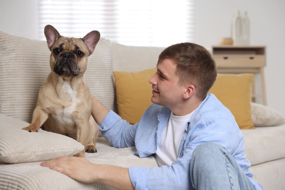 Течки у французского бульдога проходят циклично