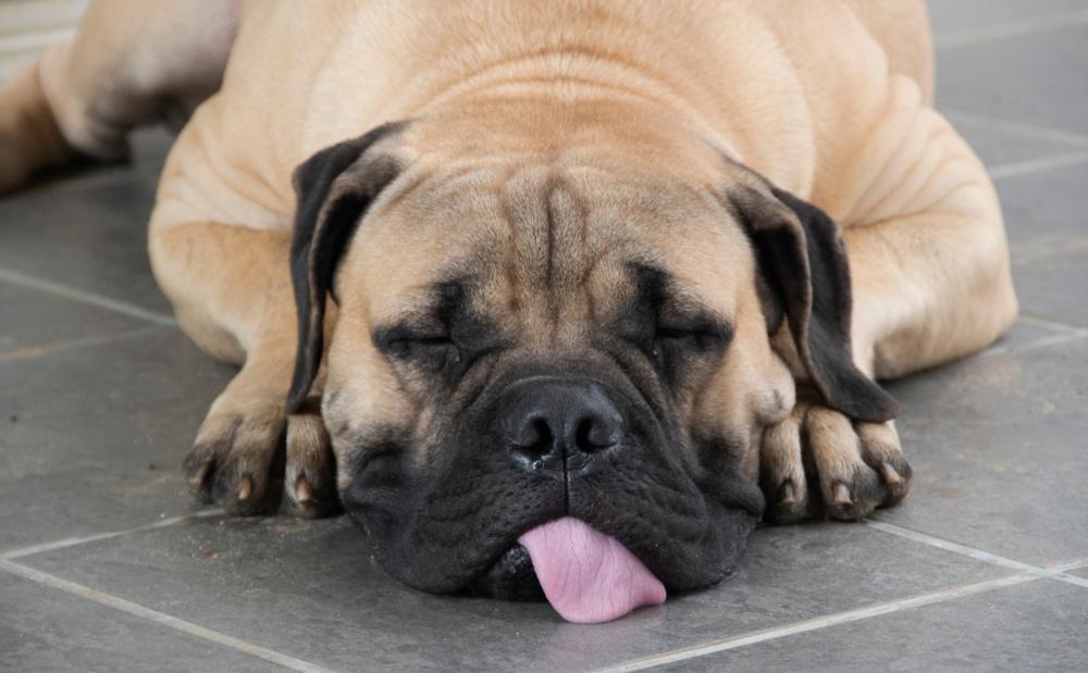 Породы собак, легко переносящие одиночество: бульмастиф