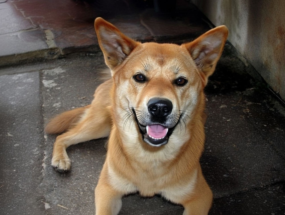 Корейский чиндо может принимать участие в спортивных соревнованиях