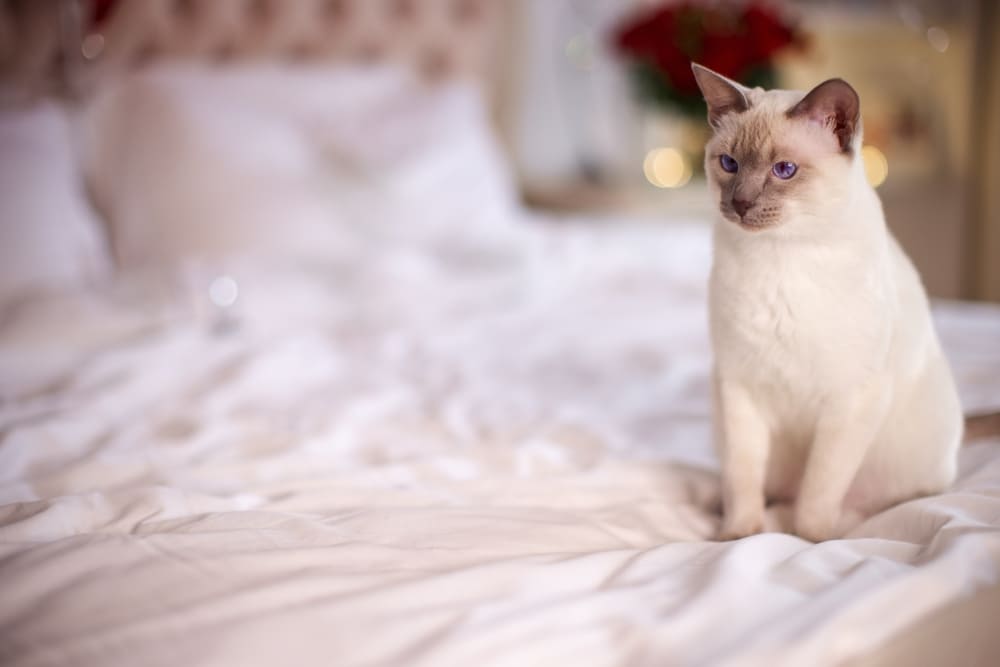 У тайских кошек встречаются болезни глаз