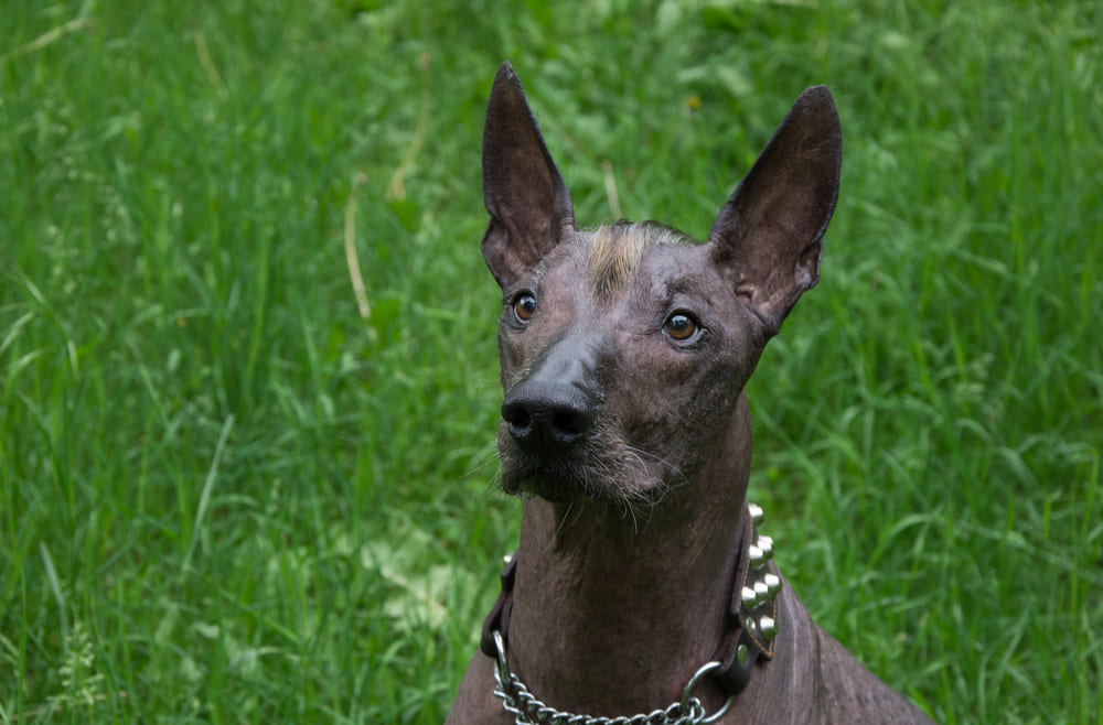 Питание ксолоитцкуинтли должно быть сбалансированным