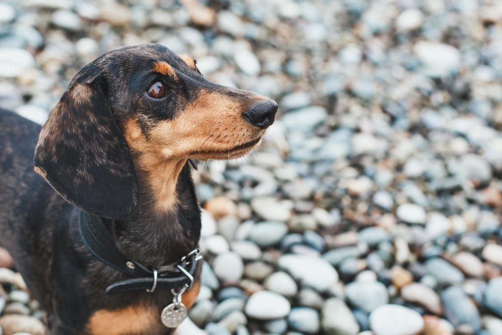 Болезнь таксы может сопровождаться параличом лап