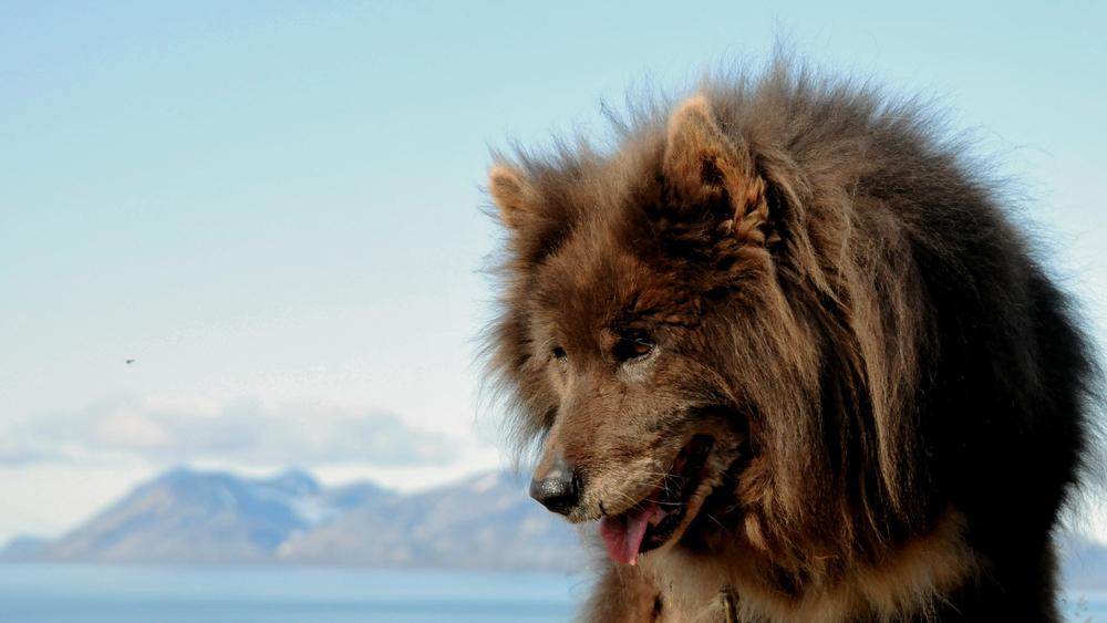 ездовые породы: таймырская ездовая ездовые породы: таймырская ездовая