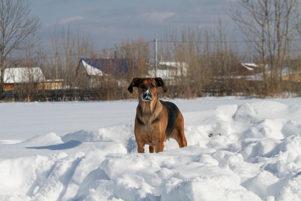 Воспитание и дрессировка гончей Шиллера