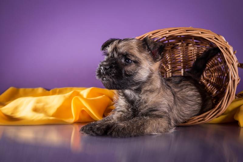 Советы по выбору щенка керн-терьера