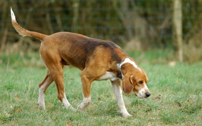 редкие французские породы: англо-французская голубая гончая.jpg редкие французские породы: англо-французская голубая гончая.jpg