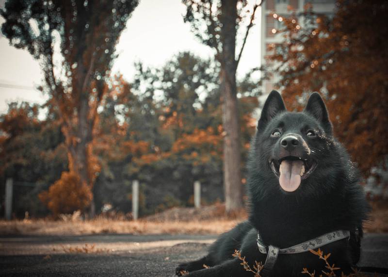 Особенности кормления и рацион шипперке