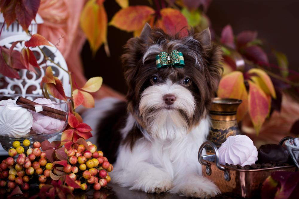 Содержание биро-йоркширского терьера 