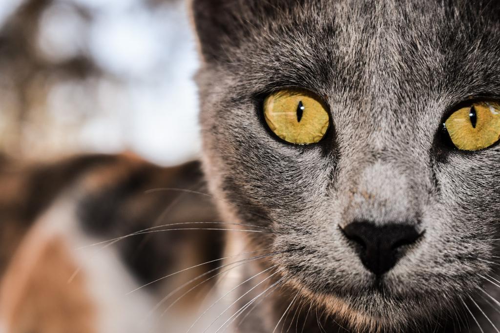 Серая кошка с желтыми глазами. Серая кошка с желтыми глазами порода. Серый котенок с желтыми глазами. Фото серой кошки с желтыми глазами.