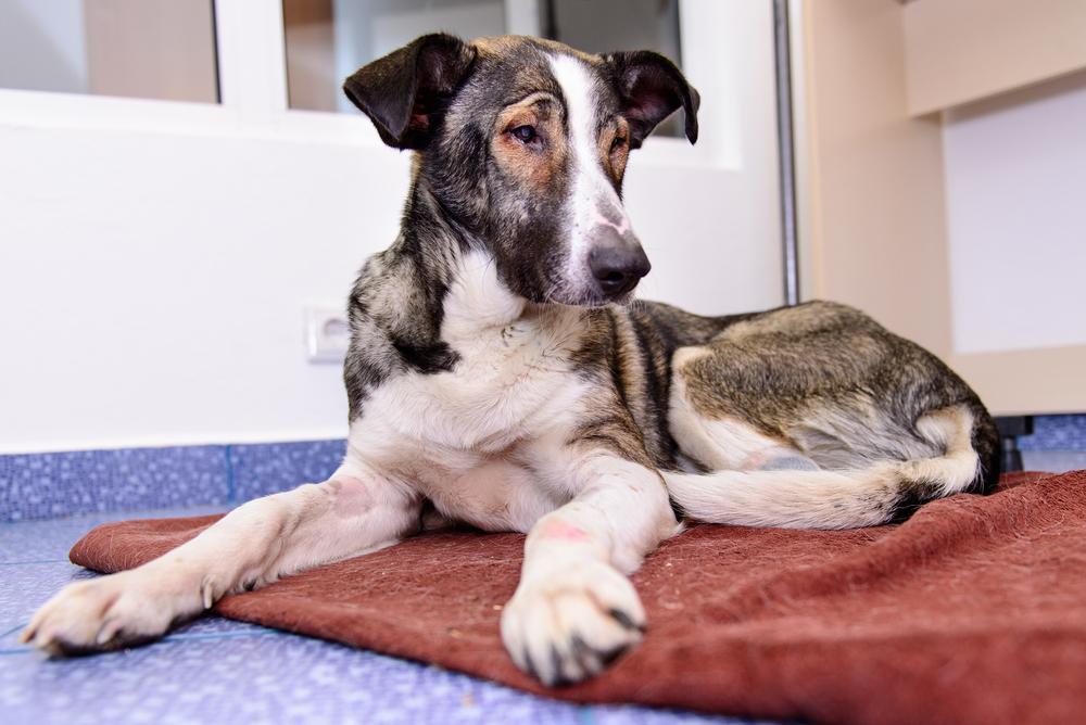 симптомы болезни Пертеса у собак симптомы болезни Пертеса у собак