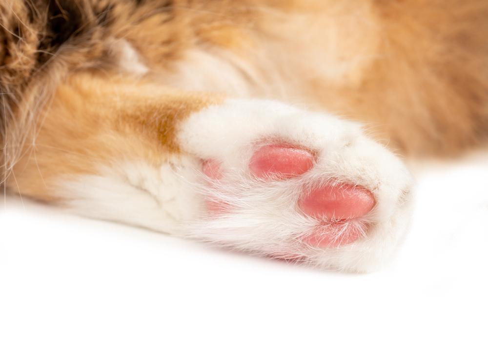 Где у кошки расположены потовые железы