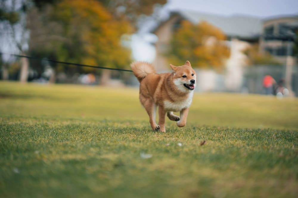 Между течками у сиба-ину должен быть перерыв примерно в полгода