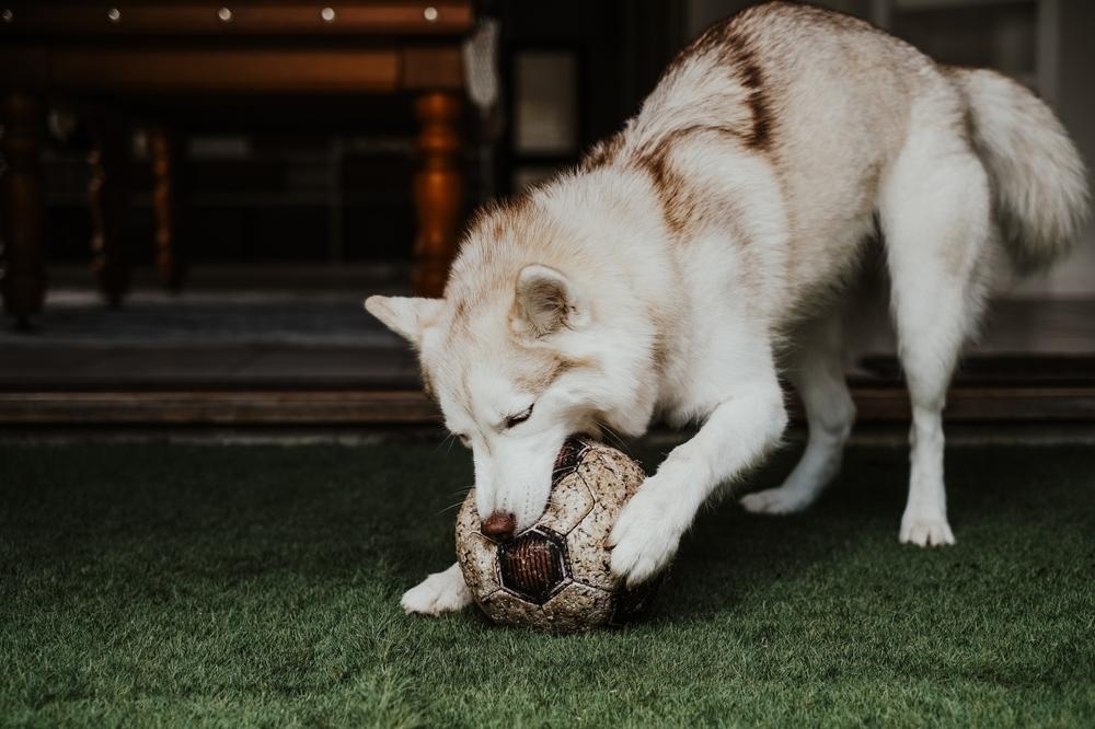 Разрешенные FCI окрасы хаски: палевый Разрешенные FCI окрасы хаски: палевый