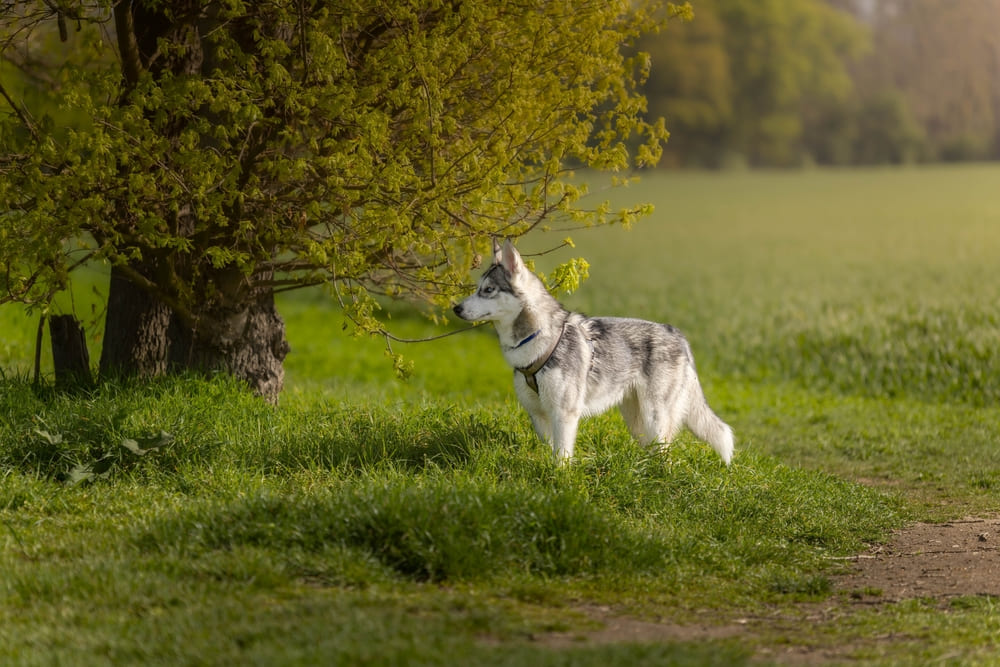 Течка у хаски сопровождается кровяными выделениями