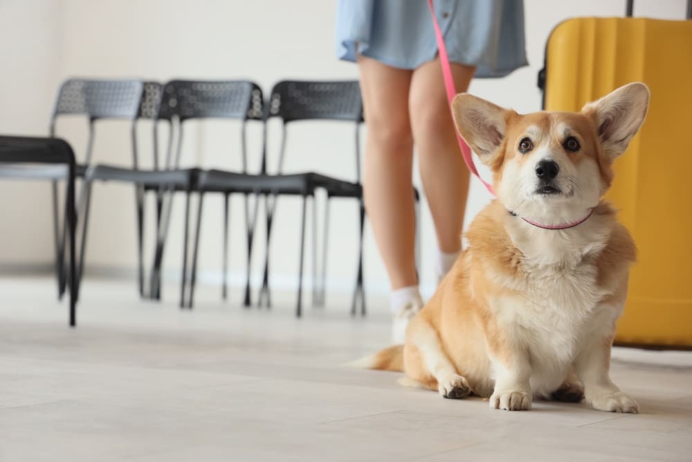 Вязку корги проводят во время течки