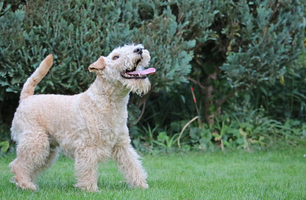 Лейкленд-терьер рыжего окраса