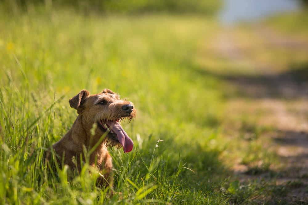 Ирландский терьер склонен к атрофии сетчатки