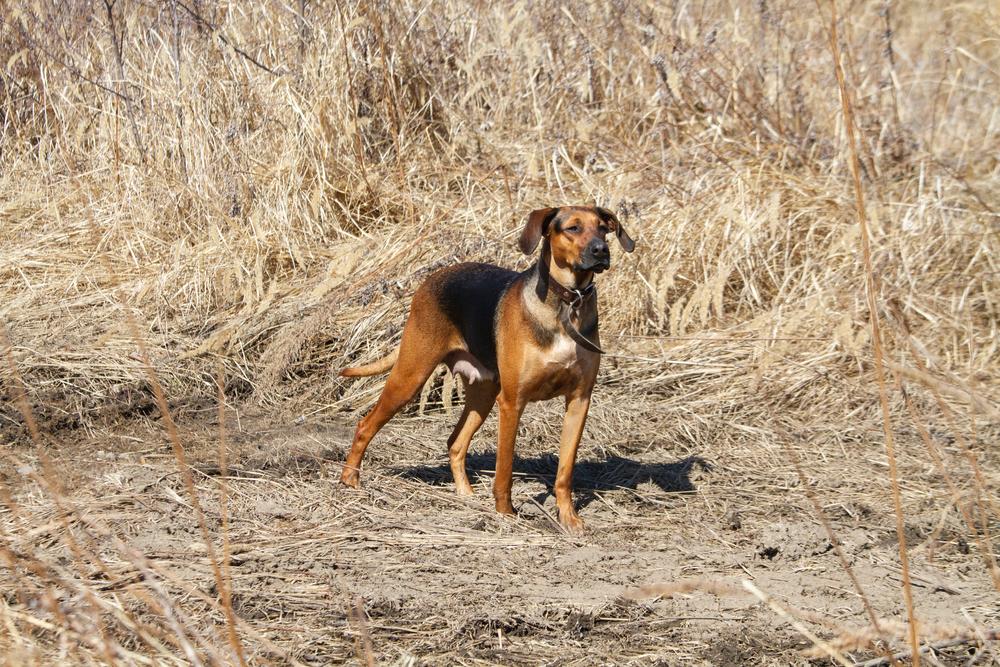 Ключевые факты о гончей Шиллера