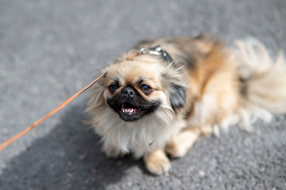 У пекинесов встречаются болезни дыхательных путей