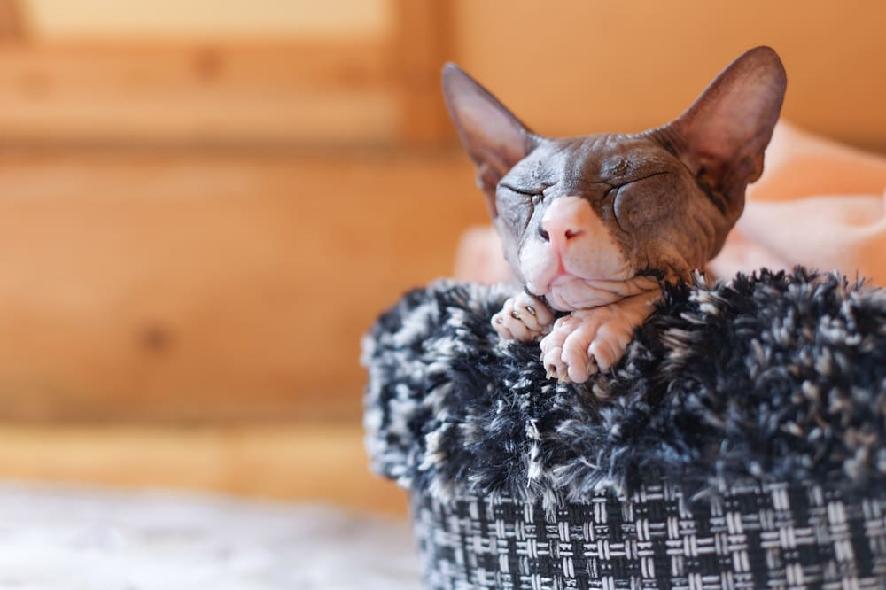 То, сколько прожил донской сфинкс, можно сравнить с человеческим возрастом