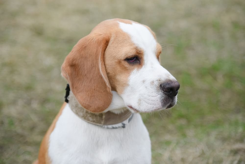 Симптомом болезни бигля может быть потеря веса