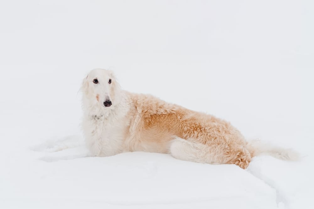 Уход влияет на то, сколько живет русская борзая