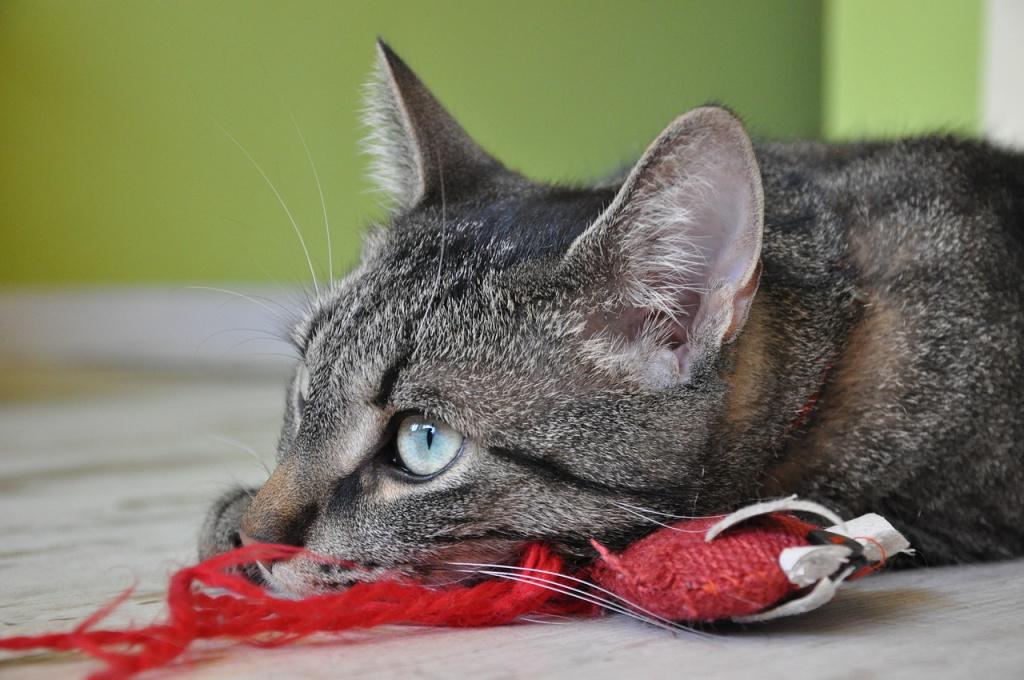 Здоровье игривых пород кошек