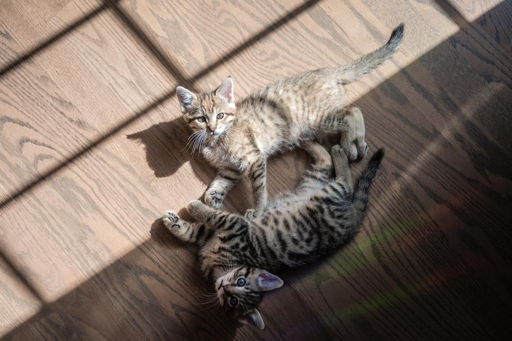 Рацион китайского Ли Хуа