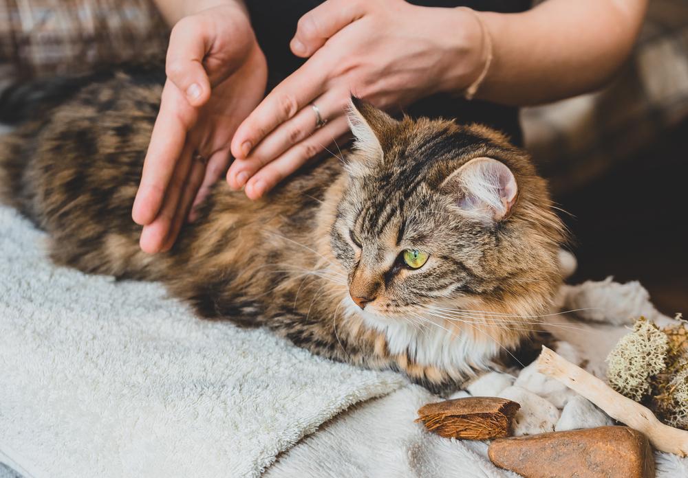 Поготовка к массажу для кошек во время запора