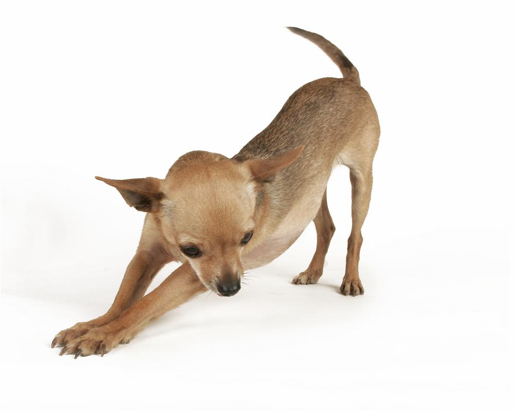 Опыт владельцев чихуахуа типа дир