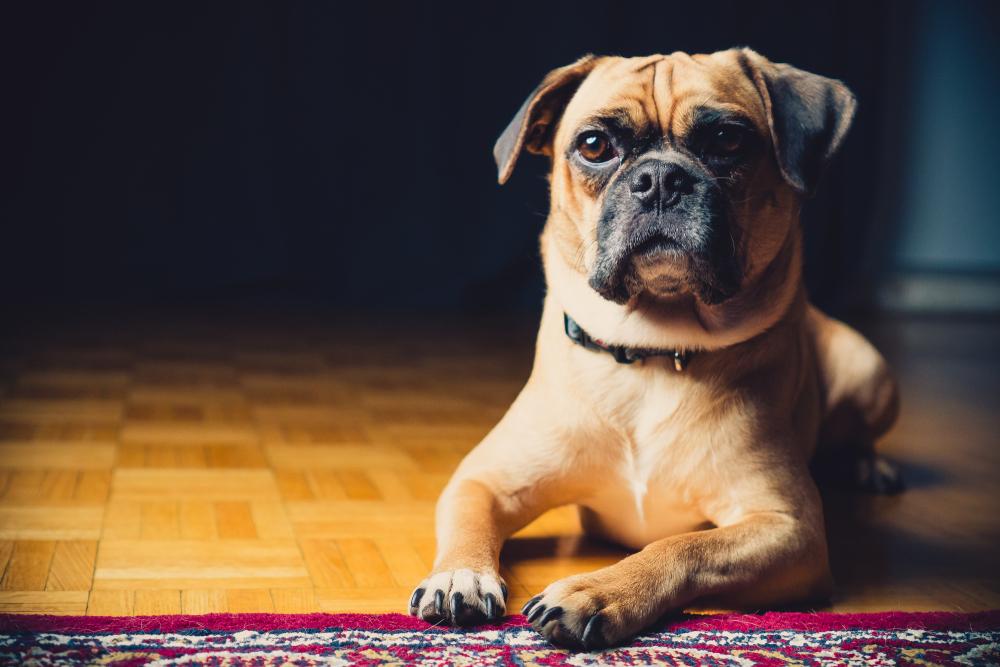 Здоровье пагля