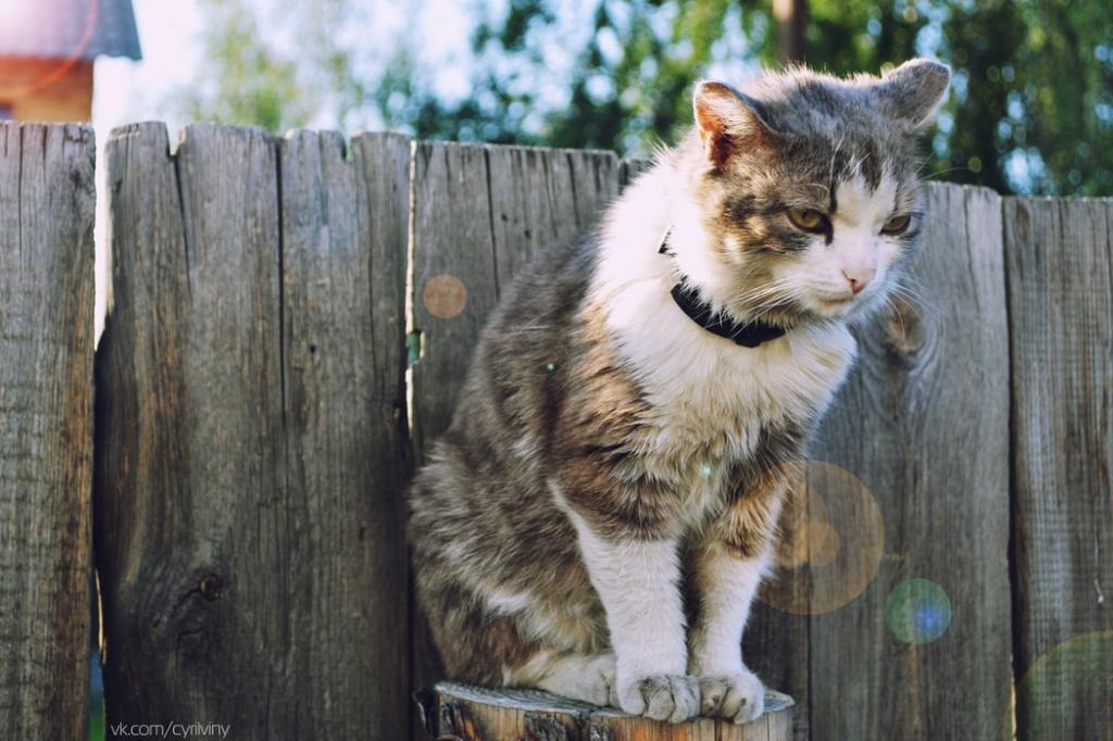 Опасность сальмонеллеза у кошек для человека